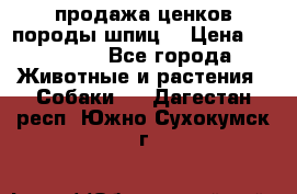 продажа ценков породы шпиц  › Цена ­ 35 000 - Все города Животные и растения » Собаки   . Дагестан респ.,Южно-Сухокумск г.